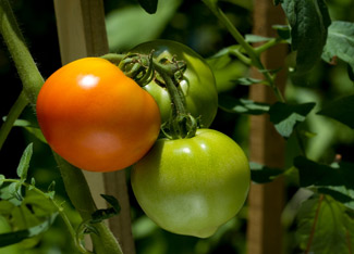 Next Generation Gardeners Image